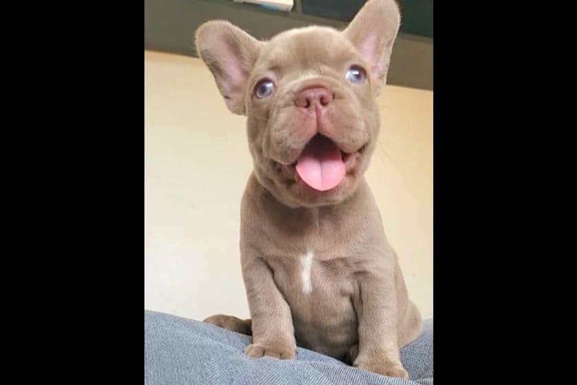French Bulldog Puppies breeder image 3