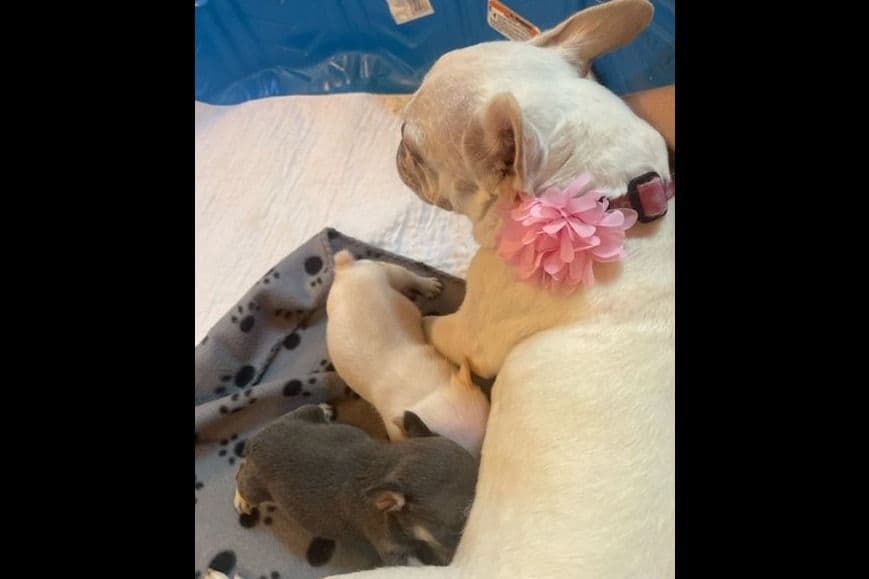 French Bulldog Puppies breeder image 4