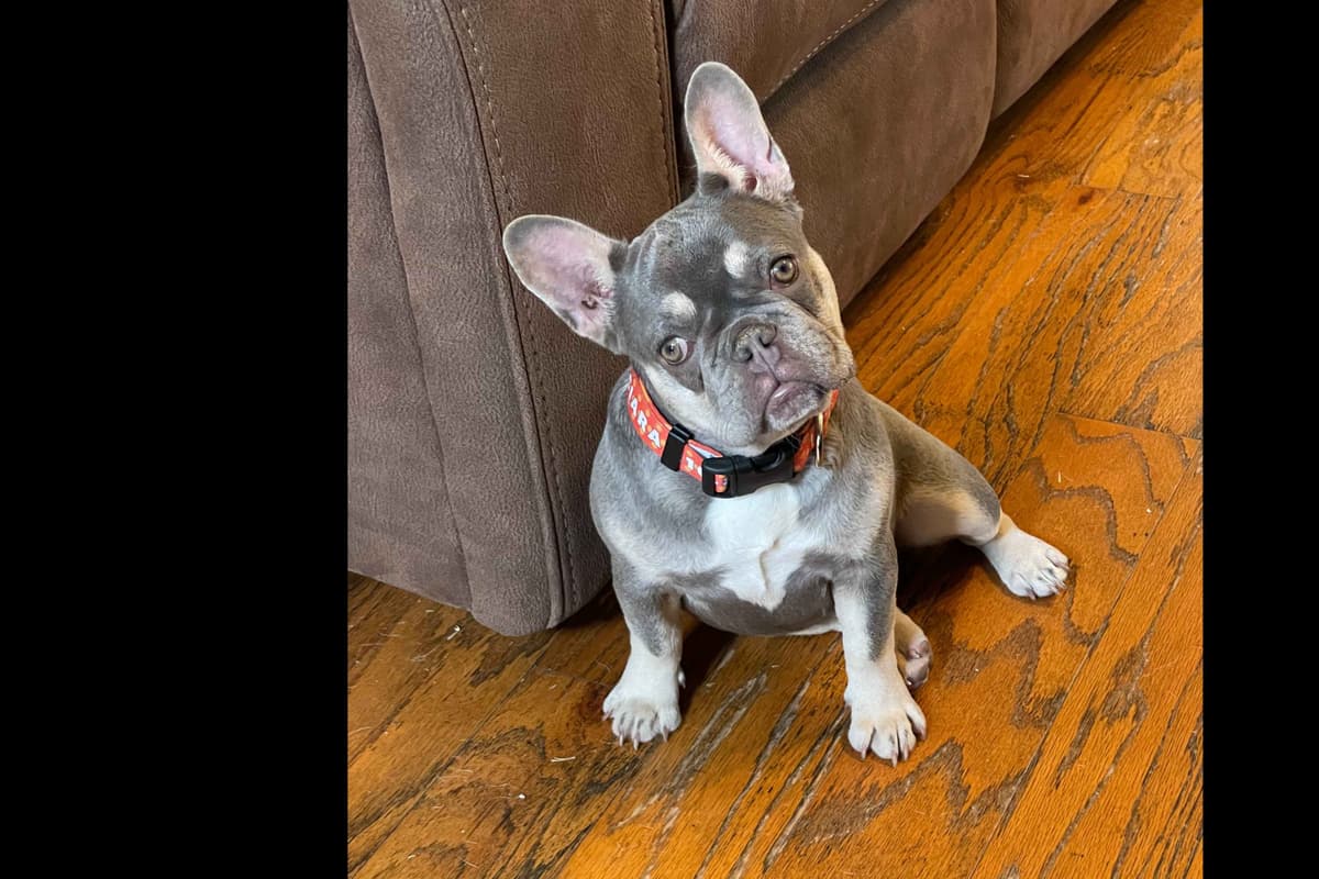 French Bulldog Puppies breeder image 5