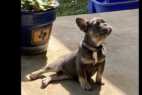 French Bulldog Puppies breeder image 6