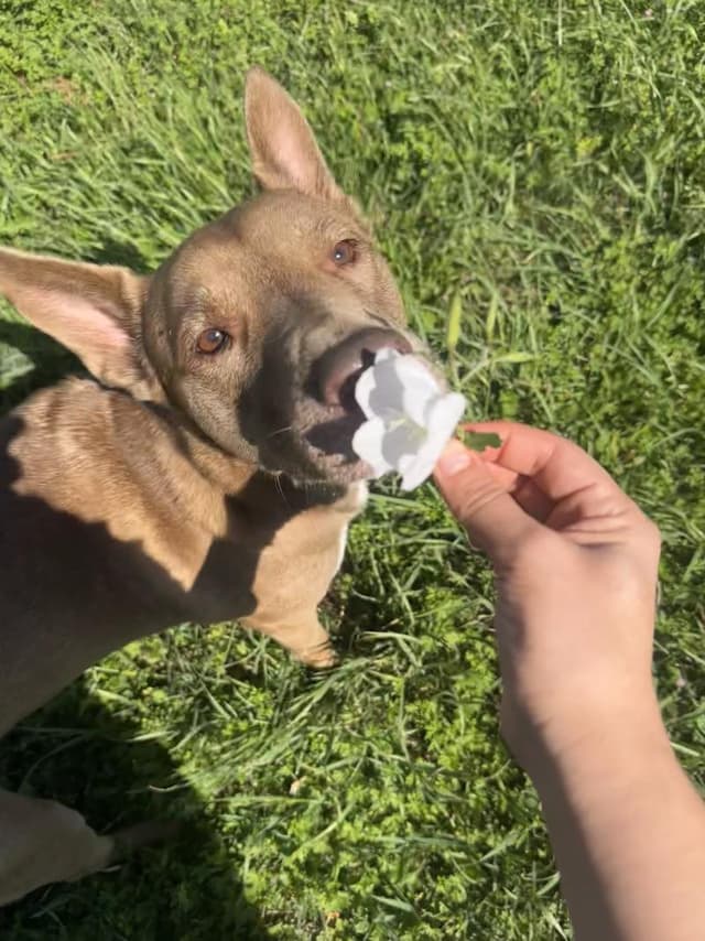 Layla the Dog Lovin Doll media 4