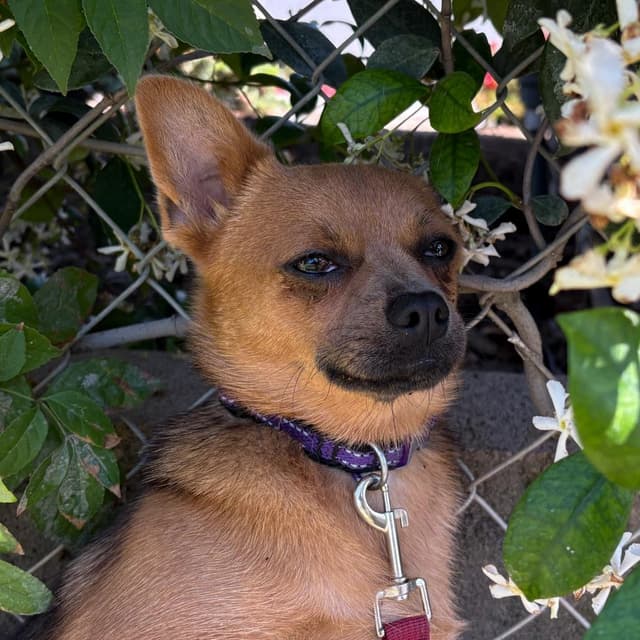 Mary Puppins media 2