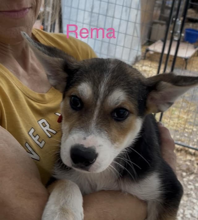 Rema media 3