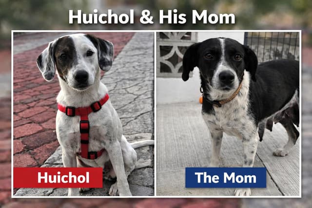 Huichol media 3