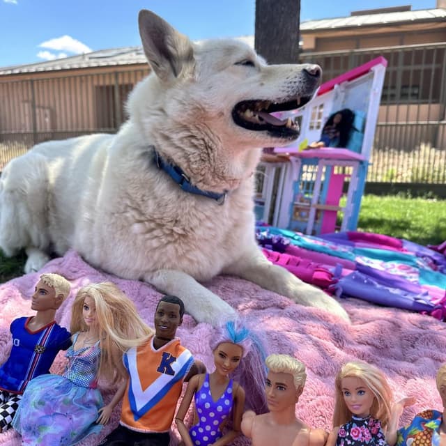 Barbie media 6