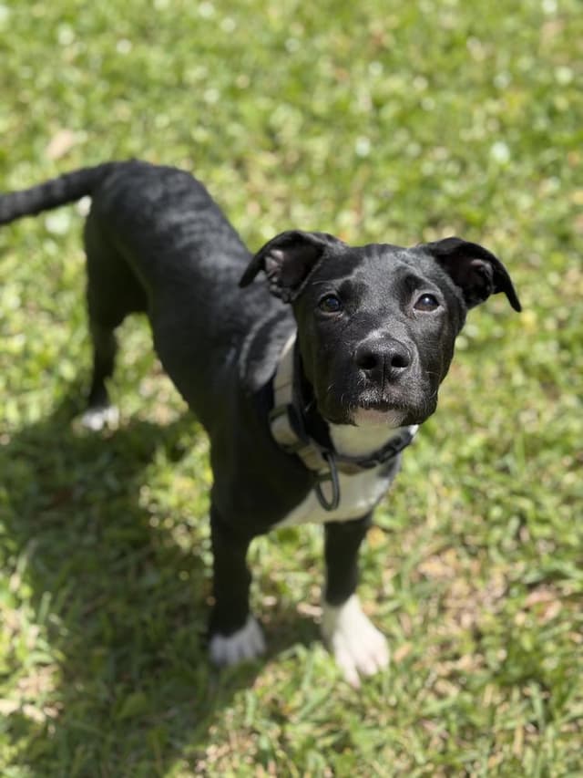 BookTok Fantasy Litter - Pax - Located in Florida media 5