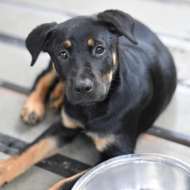Talia (Victoria Litter) media 2