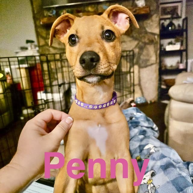 Penny media 2