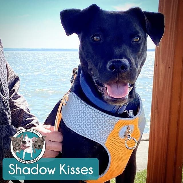 Shadow Mini Hershey Kisses media 5