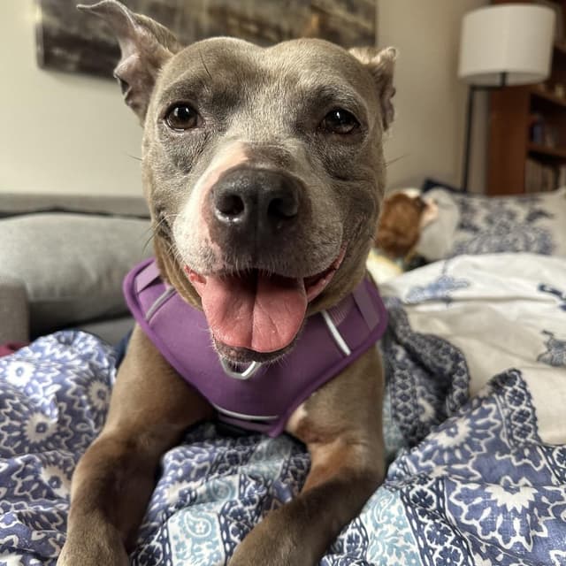 Dobby *Adoption Pending* media 3