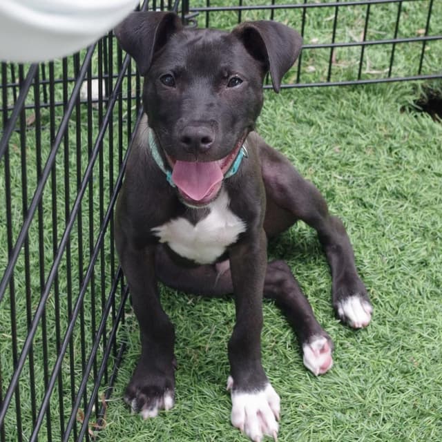 Puppy Nigel media 5