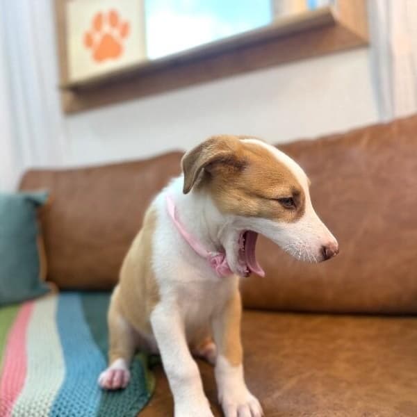 Allie Snugglebug media 3