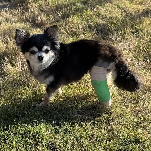 BELLA is only 5.5 pounds media 5