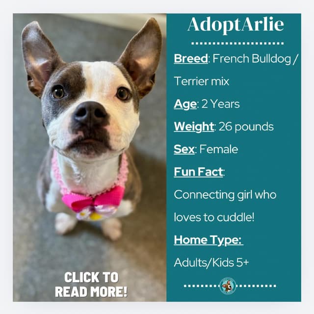 Arlie (Sugar) media 2
