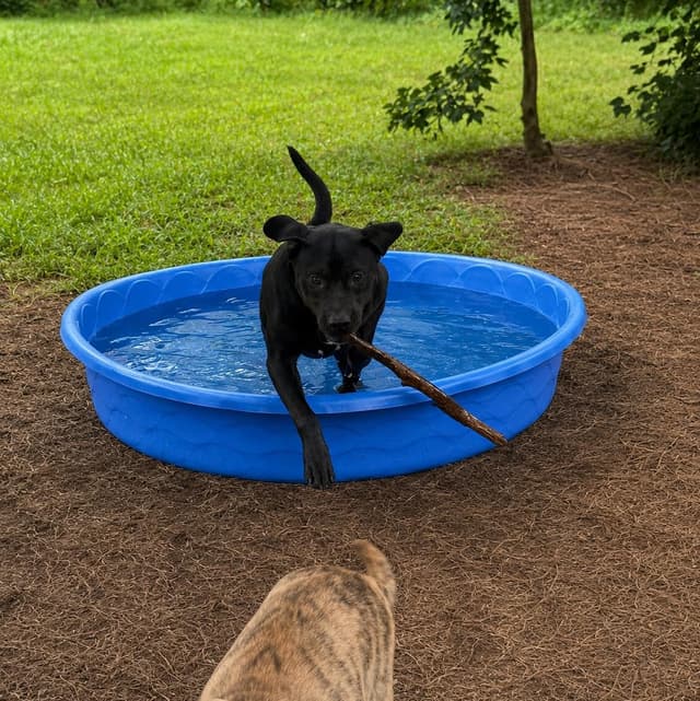 Togo (100 adoption fee) media 5