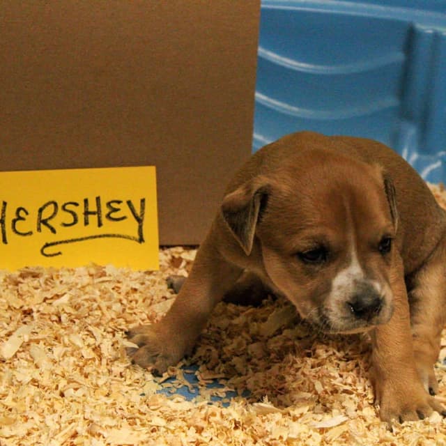 Hershey media 2