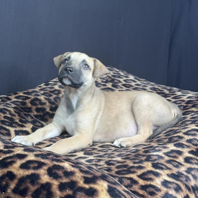 Vito (adoption fee 100.00) media 6