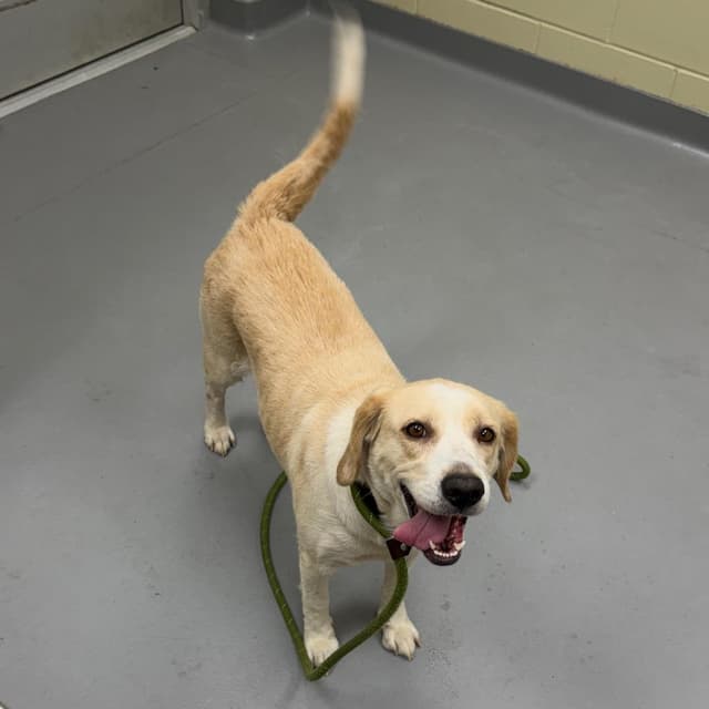 06/24/2026-Stray-WhitesvilleRoad media 2