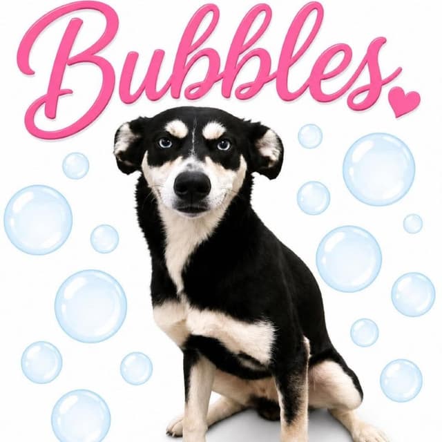 Bubbles media 2
