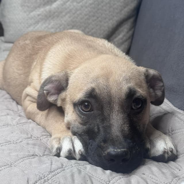 Vito (adoption fee 100.00) media 6