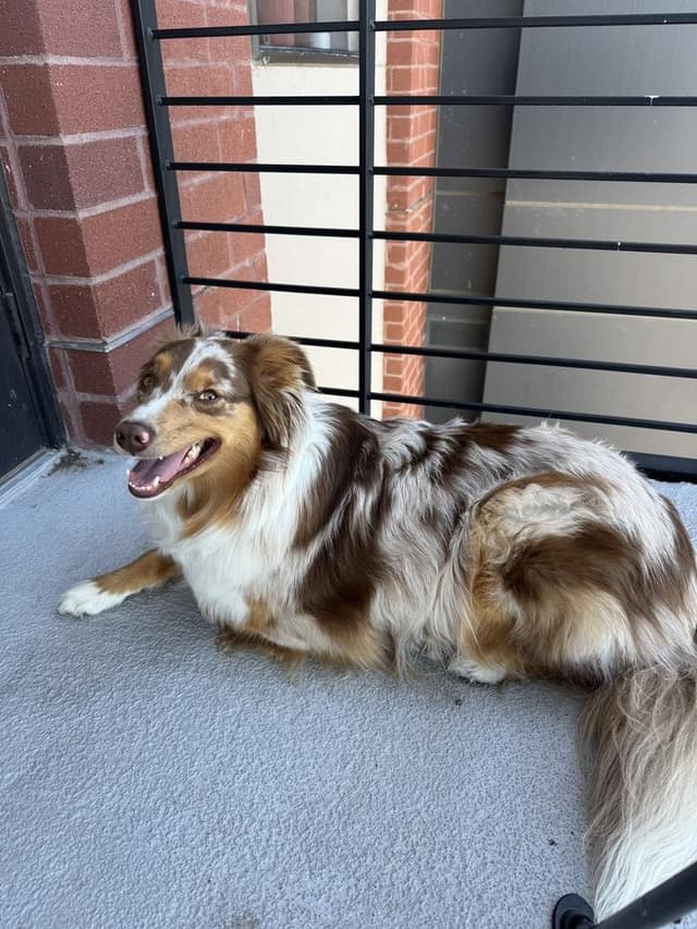 Reba media 4