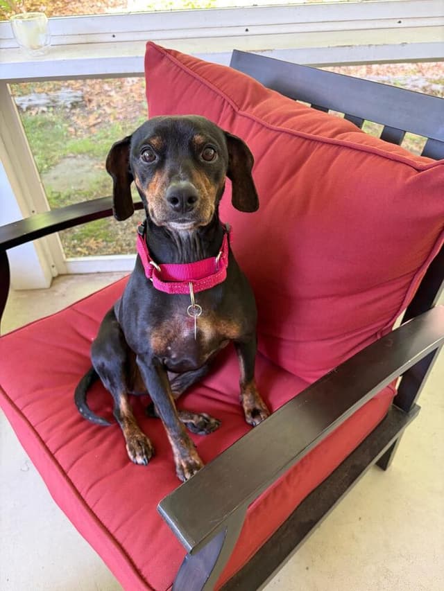 Piper (LOCALLY FOSTERED) media 3
