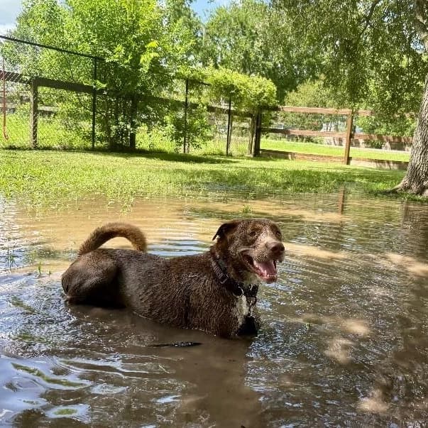 Silly Samson Splashes in the Day and Cuddles at Night media 2