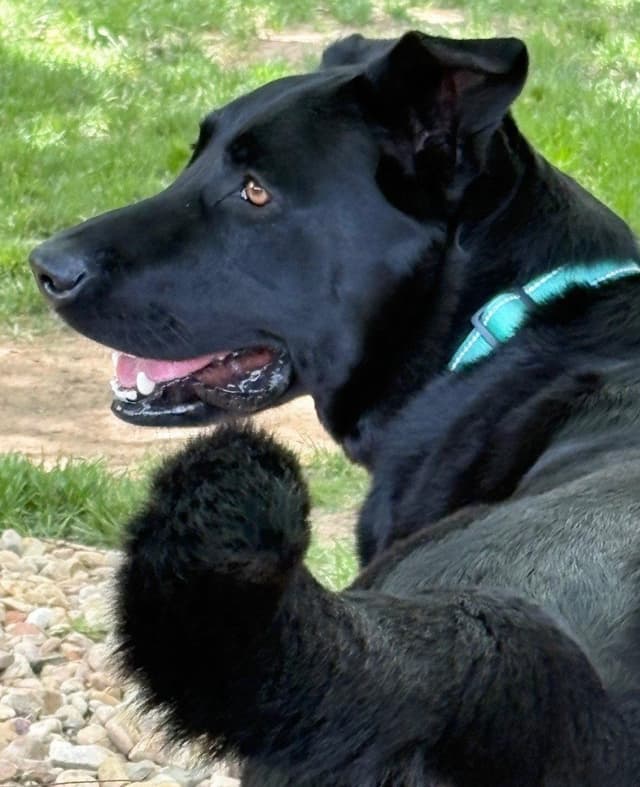 Stanley (Courtesy) media 2