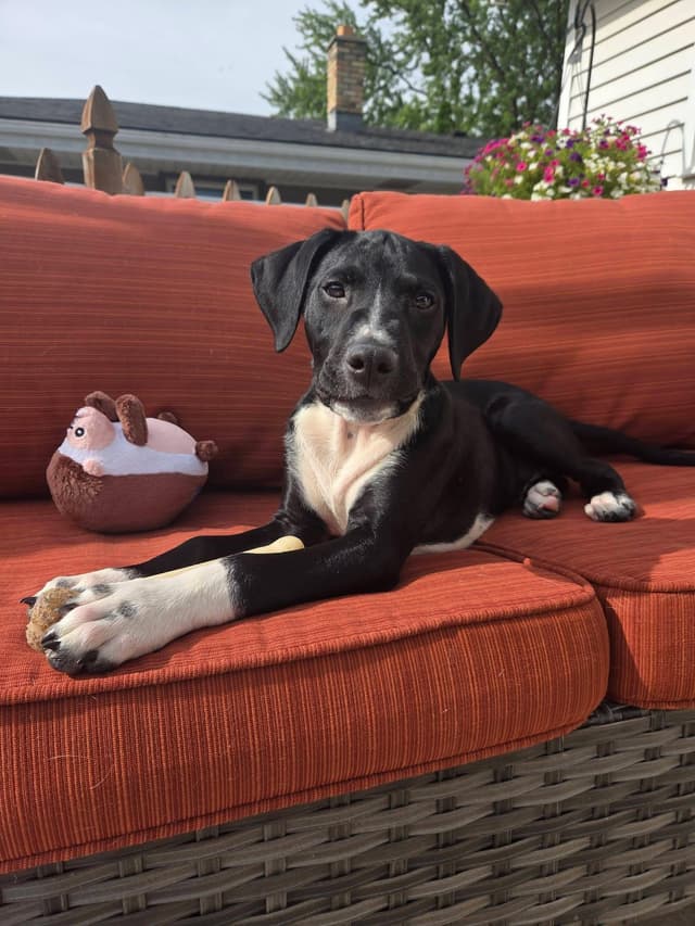 Rocky the Hound Mix Puppy media 6