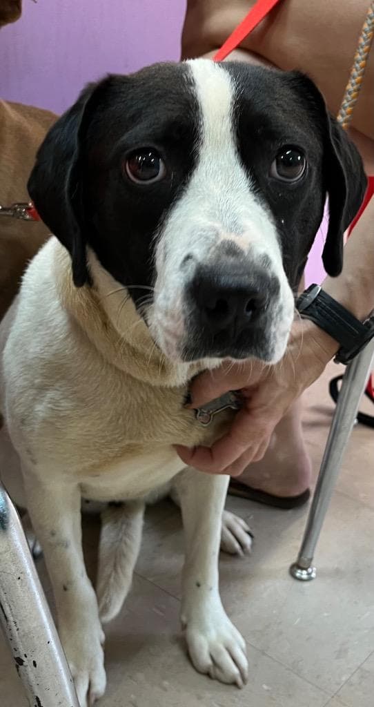 Oreo aka Rosie media 2