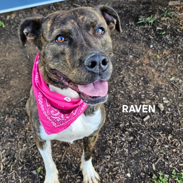 Raven media 2
