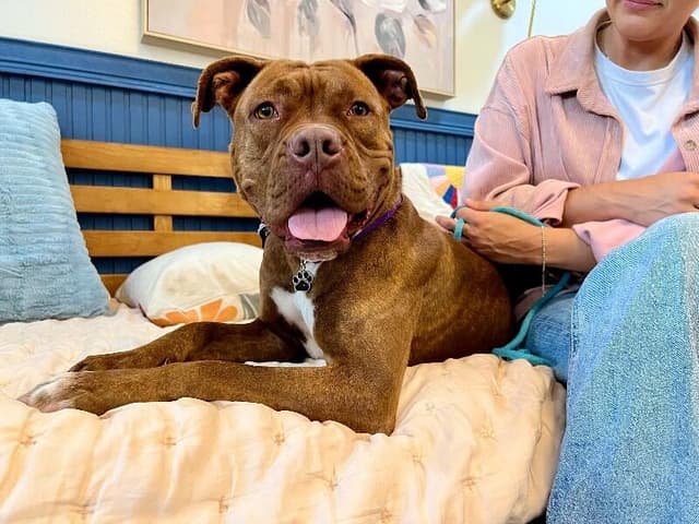 Prima Donna the Brindle Beauty Princess media 3