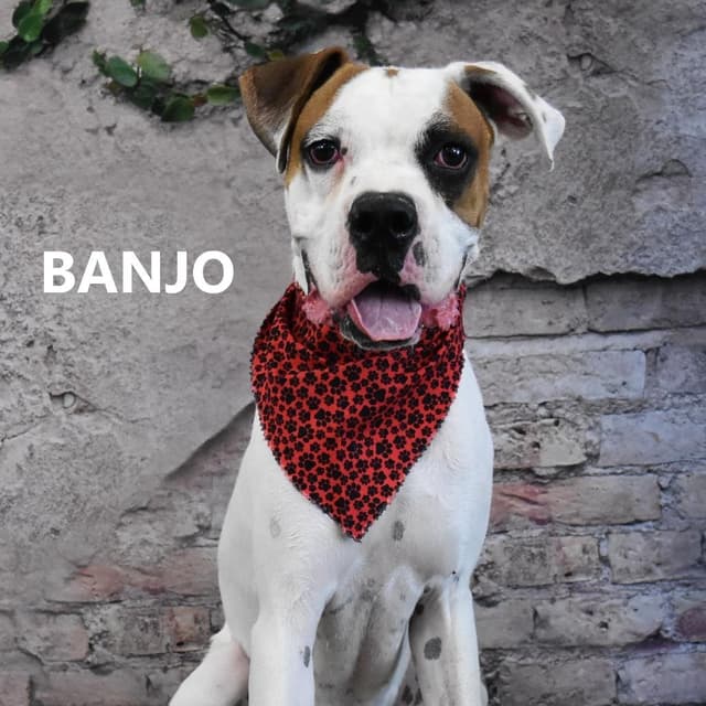 Banjo media 2