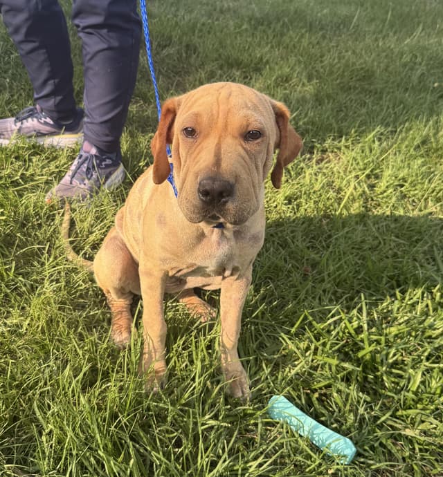 Hope-Will someone please pick me media 3