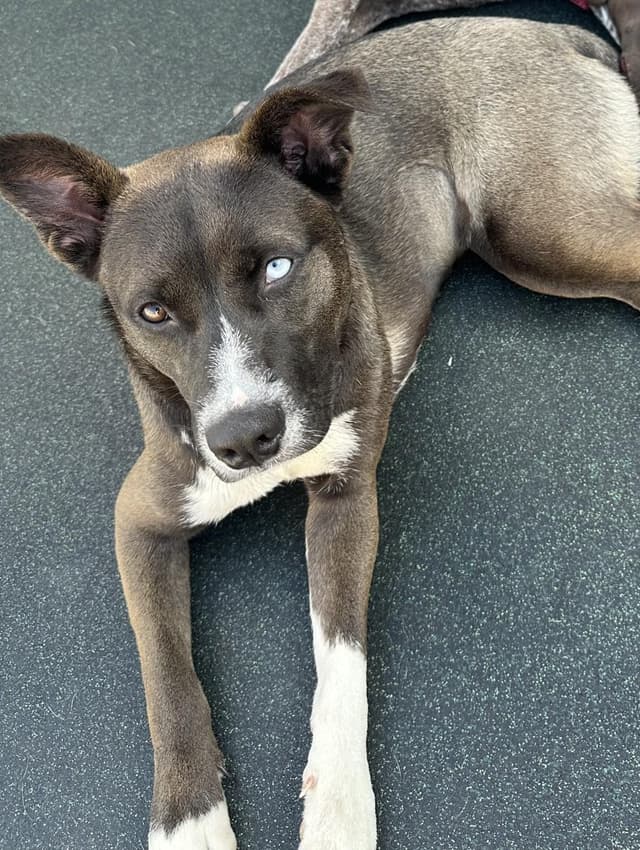Bella Beans-Dogtopia media 2