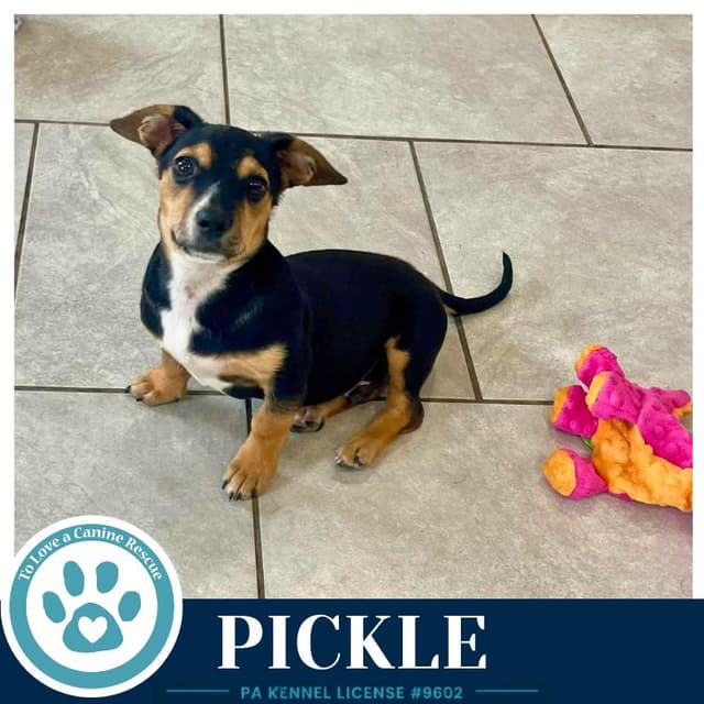 Pickle (Dilligent Doxies) 060626 media 2