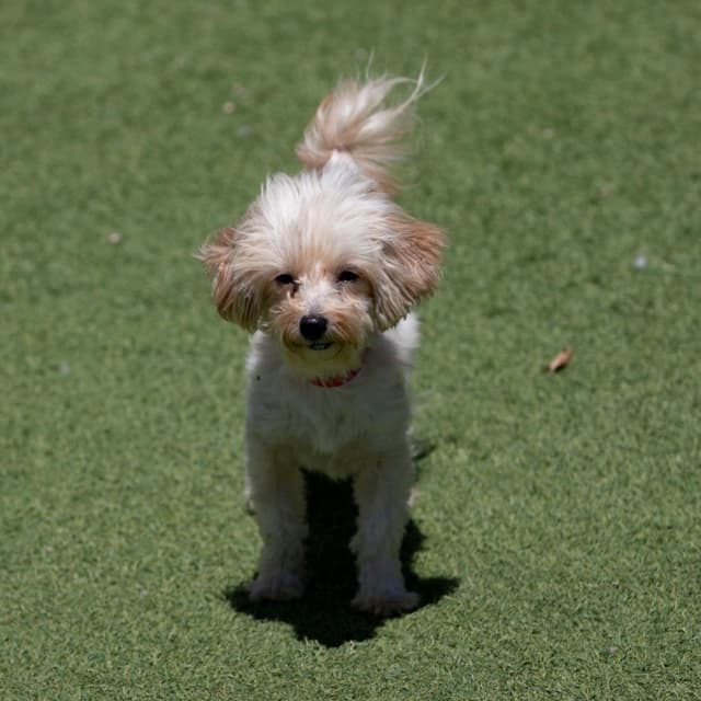 Daisy (MY26-106) media 2