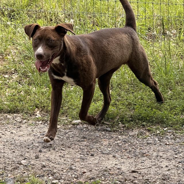 Jewel - 150 adoption fee media 3
