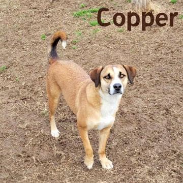 Copper media 3