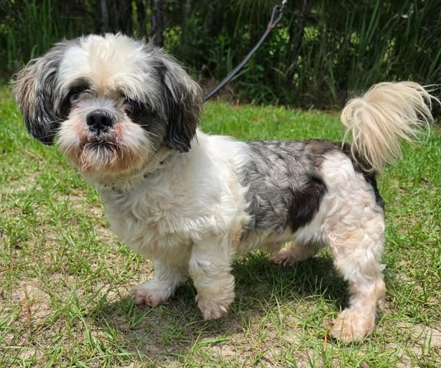 Oswald **Foster / Foster-to-Adopt** media 2