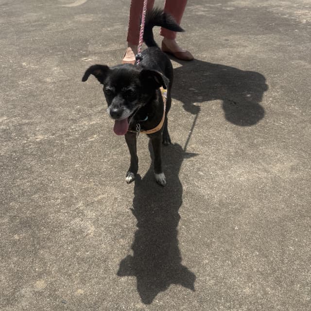 Obi Dobie media 2