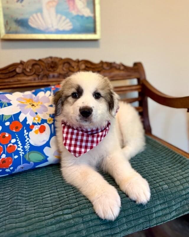 Maximilian Sunflower with Maximum Fluff media 5