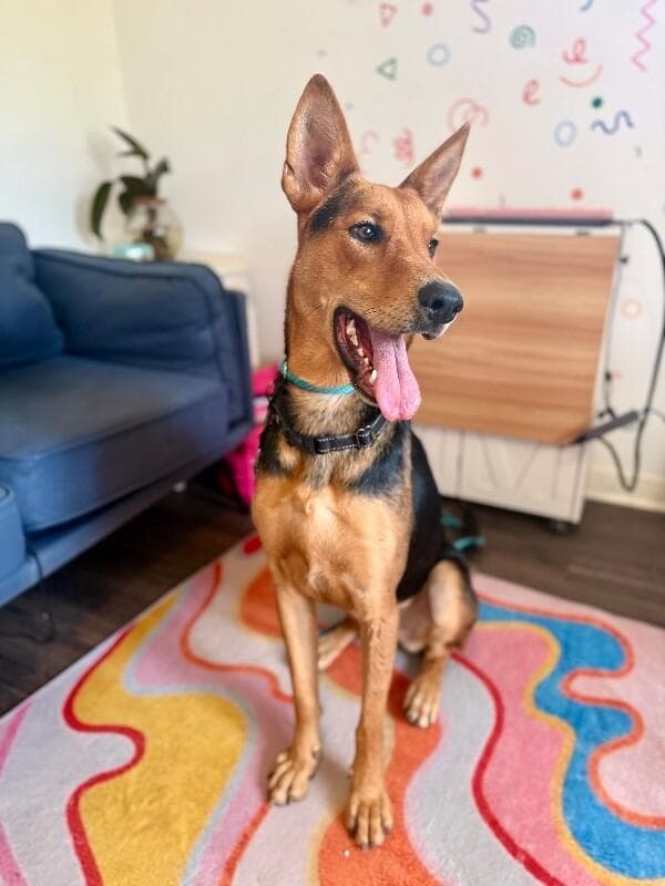 Becca Boo Loves Bigger than her EARS media 5