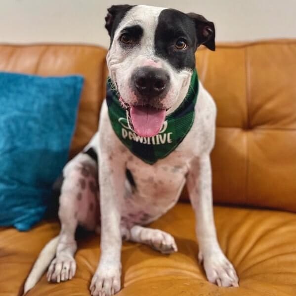 Panda the perfect doggy pal media 3