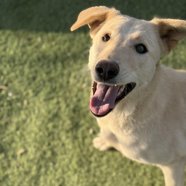 Naya, The Kindest Pup media 3