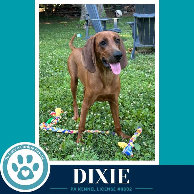 Dixie 041126 media 2