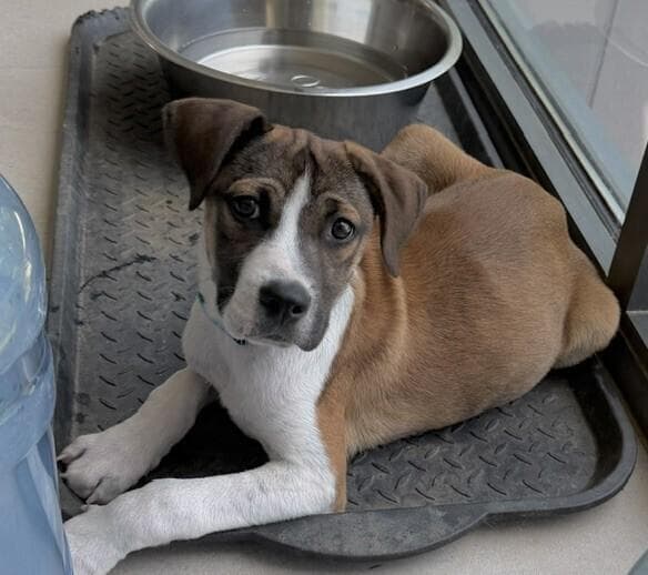 Pup Pickles - Adoption Pending media 2