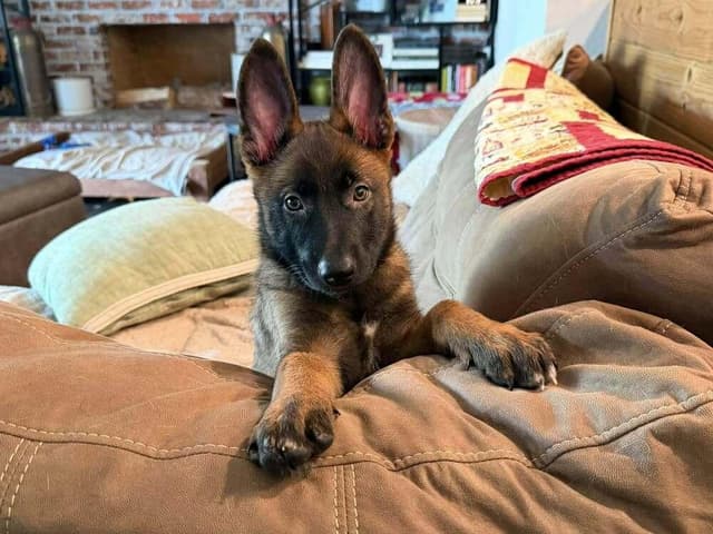 Lodi Litter Sonoma - Located in CA (female yellow collar) media 4