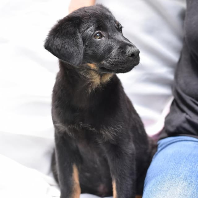 Levi (Victoria Litter) media 2