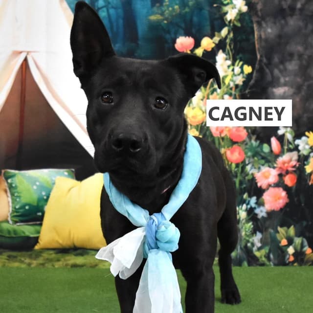 Cagney media 3